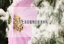 北方上冻后植物还能浇水吗？