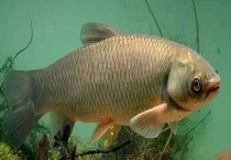 草鲤与草鱼有什么区别？ 从形态和性格上来区分