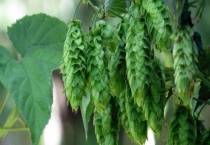 啤酒花是什么？