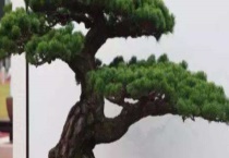 五针松盆景制作和养护 五针松是什么科属
