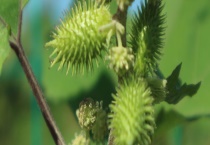 苍耳妈妈靠什么传播种子 附繁殖多久？