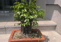 小叶紫檀树长什么样子