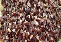 荞麦什么时候开花 附其地理分布、泌蜜条件和蜂蜜产量