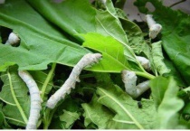 蝉与蚕的区别？