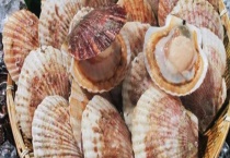 扇贝的繁殖方式 扇贝的个体发生过程是怎样的