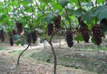 葡萄树为什么发芽晚