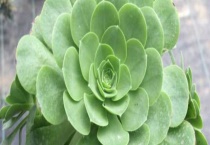 玉龙观音和香炉盘区别？