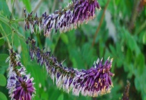 土条子树是什么？