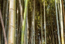 转运竹怎么繁殖 分别介绍育苗移植和大田扦插繁殖