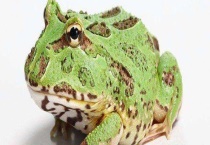 角蛙吃什么 不同生长阶段的食物不同