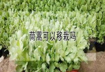 茼蒿可以移栽吗？