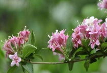 海仙花与锦带花的区别？