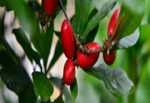 神秘果是什么水果 神秘果神秘在什么地方