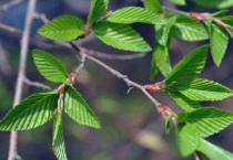 鹅耳枥用途有哪些？