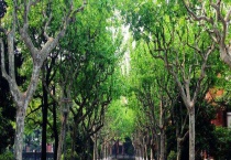 梧桐树的寿命有多长 附梧桐树介绍和特性