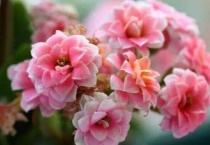 长寿花生虫怎么去除用什么药