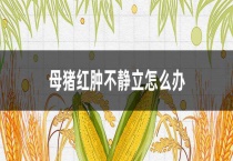 母猪红肿不静立怎么办？