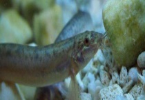 泥鳅的生活习性特点  泥鳅的管理