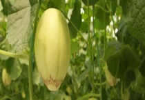 东方蜜产自哪里 附东方蜜的种植技术