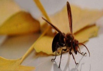 抓蜂王的正确方法 蜂王的个头比普通的蜜蜂要大