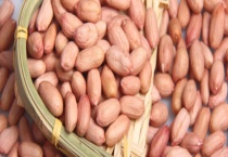 生虫的花生米还能不能吃 花生米有什么保存多久？