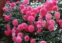 蔷薇耐寒到多少度