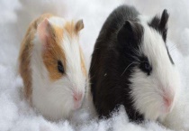 荷兰猪能长多少斤重 怎么繁殖