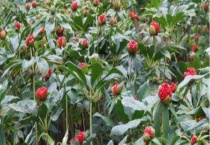 重楼的种植条件 地理、土壤、水分、温度、光照条件