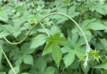 葎草是什么植物