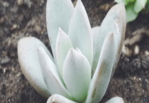 霜之朝根部发黑怎么办 找找这三方面原因？