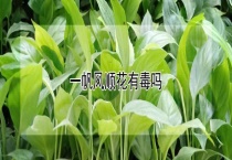 一帆风顺花有毒吗？