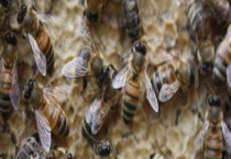 北方中蜂 附形态特征和品种特性