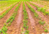 花生白绢病的克星