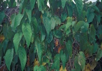 果树叶打卷是怎么回事