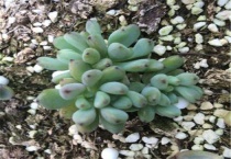 多肉穿裙子是什么情况了怎么多久？