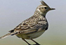 百灵鸟挂养还是放地上养