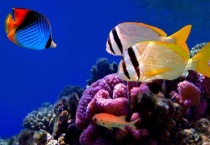 海鱼能在淡水养吗？