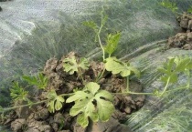 西瓜僵苗怎么办？