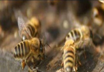 网上买的蜂王怎么介入蜂群 附注意事项