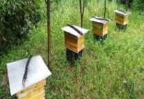 养蜜蜂需要哪些工具 附具体介绍