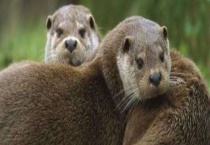 水貂的养殖价值 水貂的药用价值