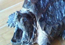 鳄龟在我国是不是国家保护动物 附鳄龟能否食用