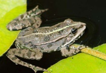 青蛙是脊椎动物还是无脊椎动物