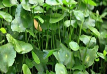 香菇草和金钱草一样吗？