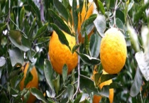 香椽能当作水果生吃吗 附种植多久？