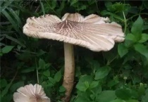 夏至菇生长在什么地方