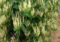 苏花跟金银花的区别？ 附金银花的作用和效果