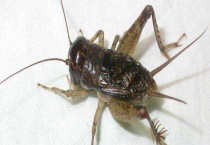 蛐蛐是蟋蟀吗 有什么生活习性