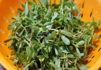 老鼠耳与马齿苋的区别？