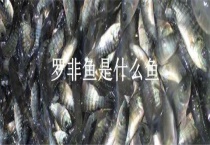 罗非鱼是什么鱼